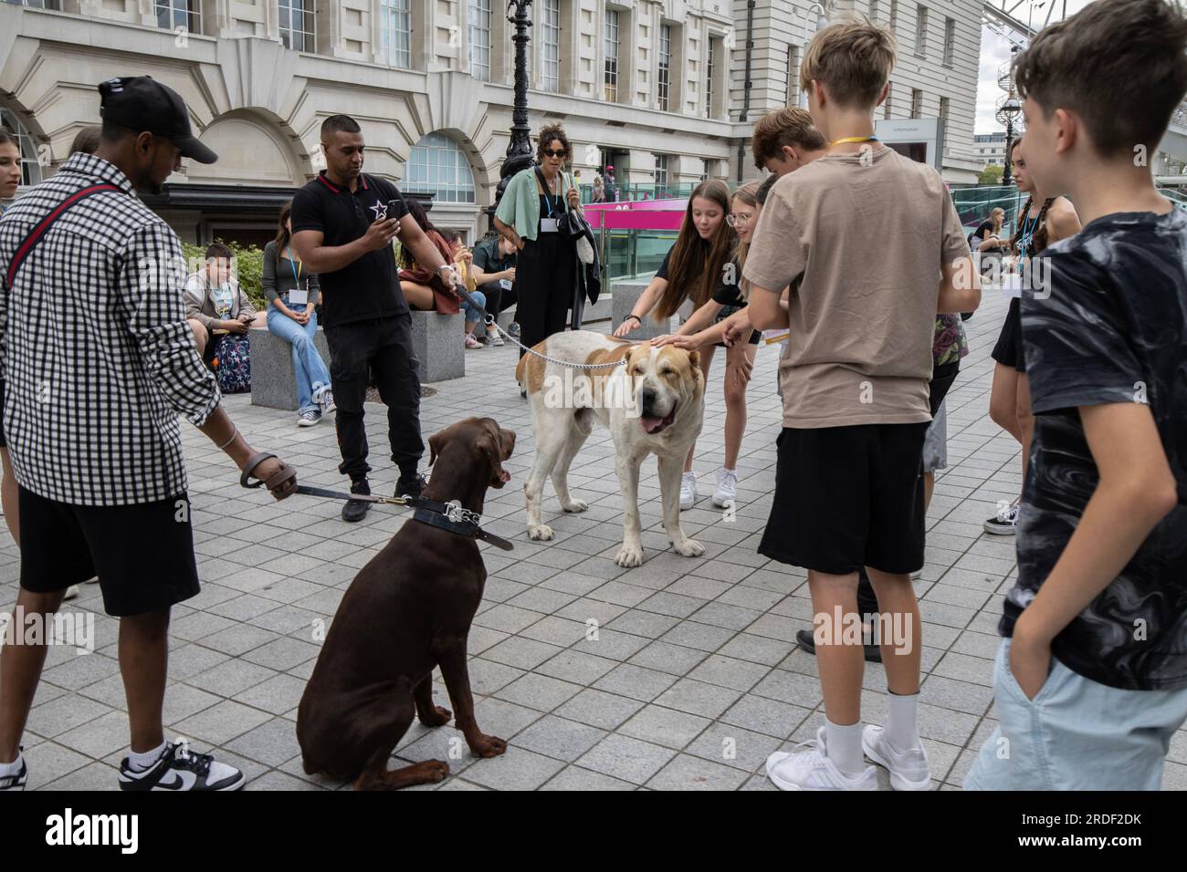 Les jeunes touristes se rassemblent autour de deux grands chiens alors qu'ils s'arrêtent pour les caresser sur le Southbank, Londres, Angleterre, Royaume-Uni Banque D'Images