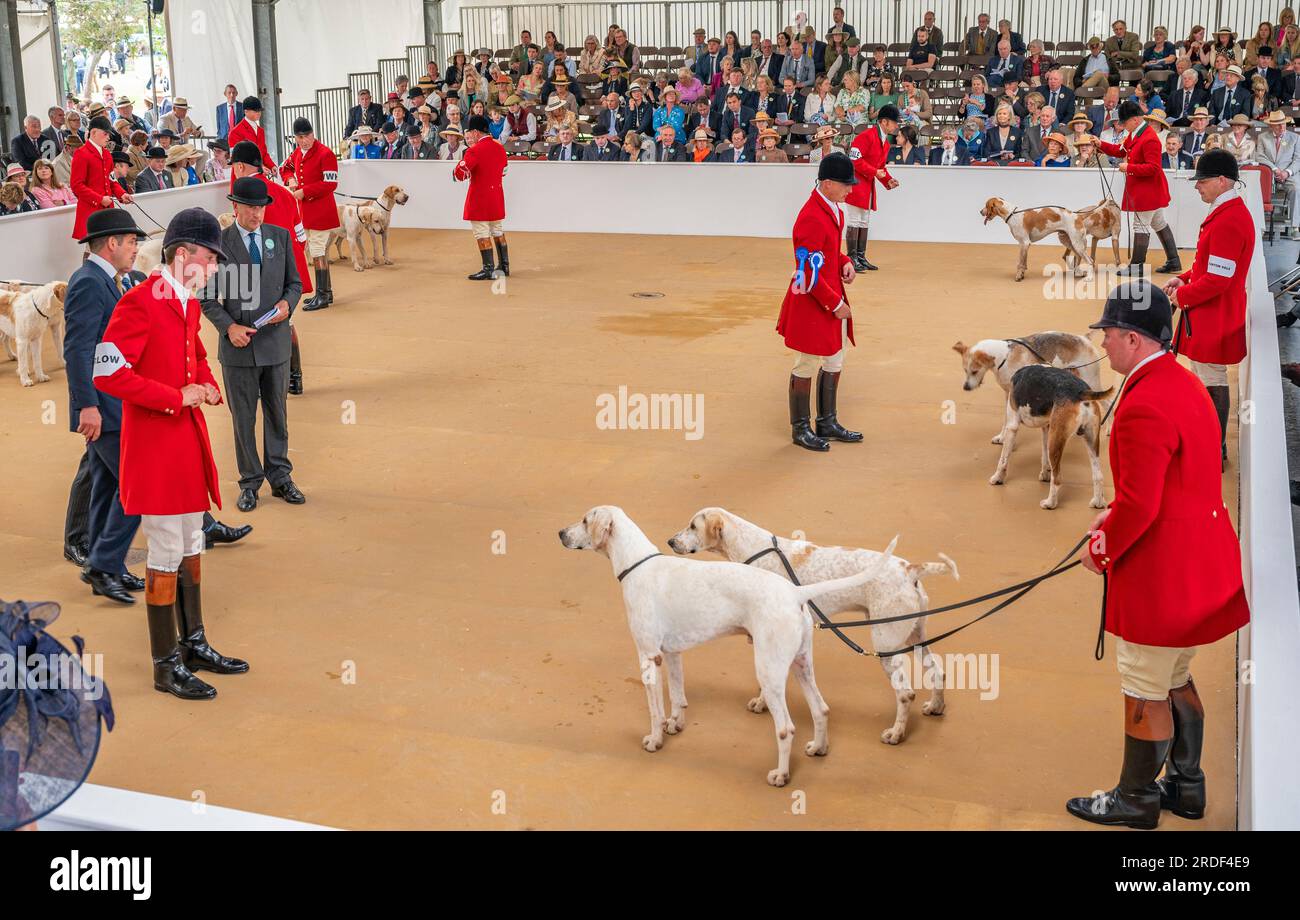 The Showground, Peterborough, Royaume-Uni – en plus de Fox Hounds, le Festival of Hunting célèbre Beagles, Harriers et Basset Hounds, ce qui en fait l'un des plus grands spectacles de chiens parfumés au monde Banque D'Images