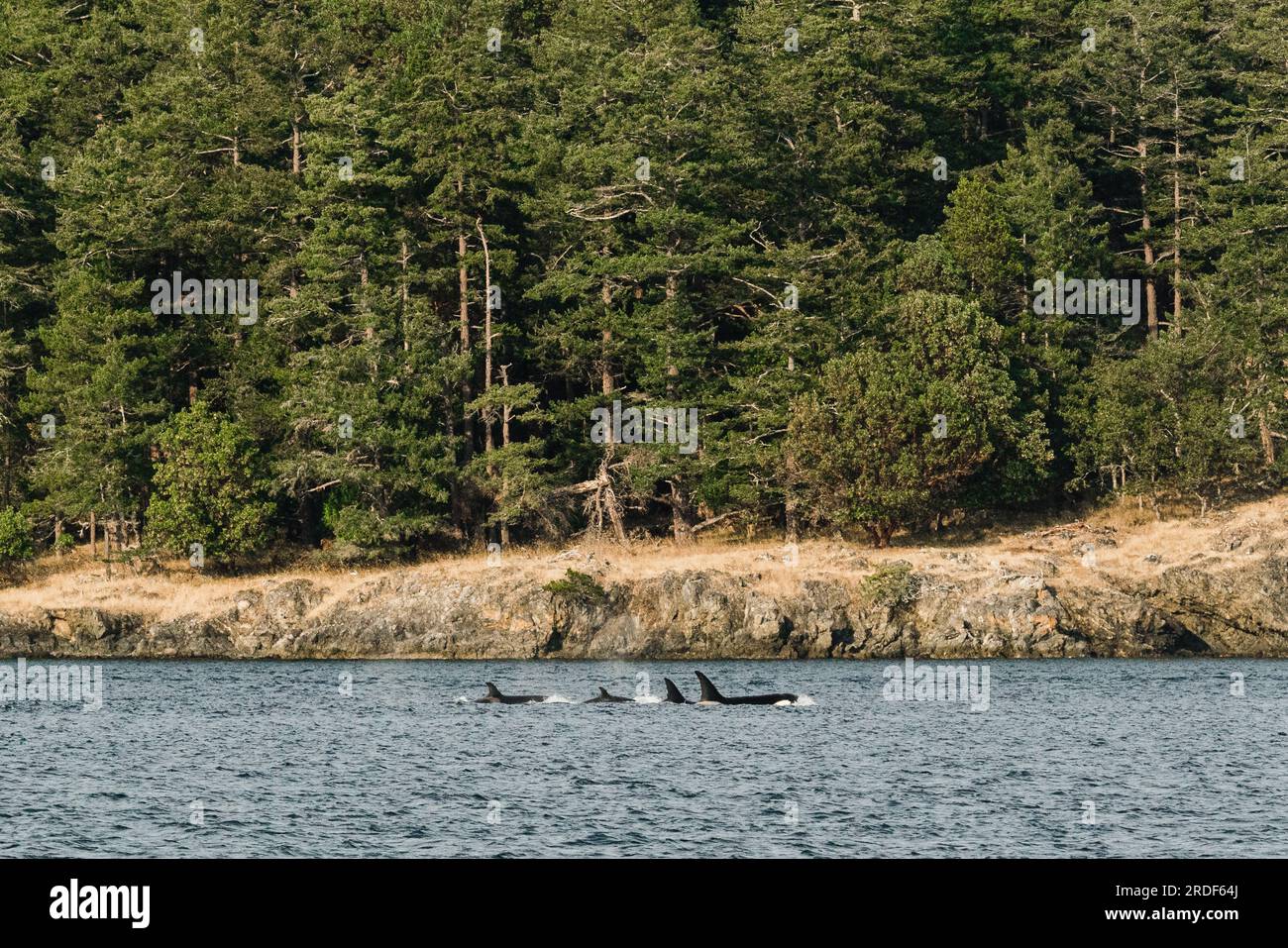 Vue large d'une famille de baleines tueuses Bigg dans la mer des Salish Banque D'Images