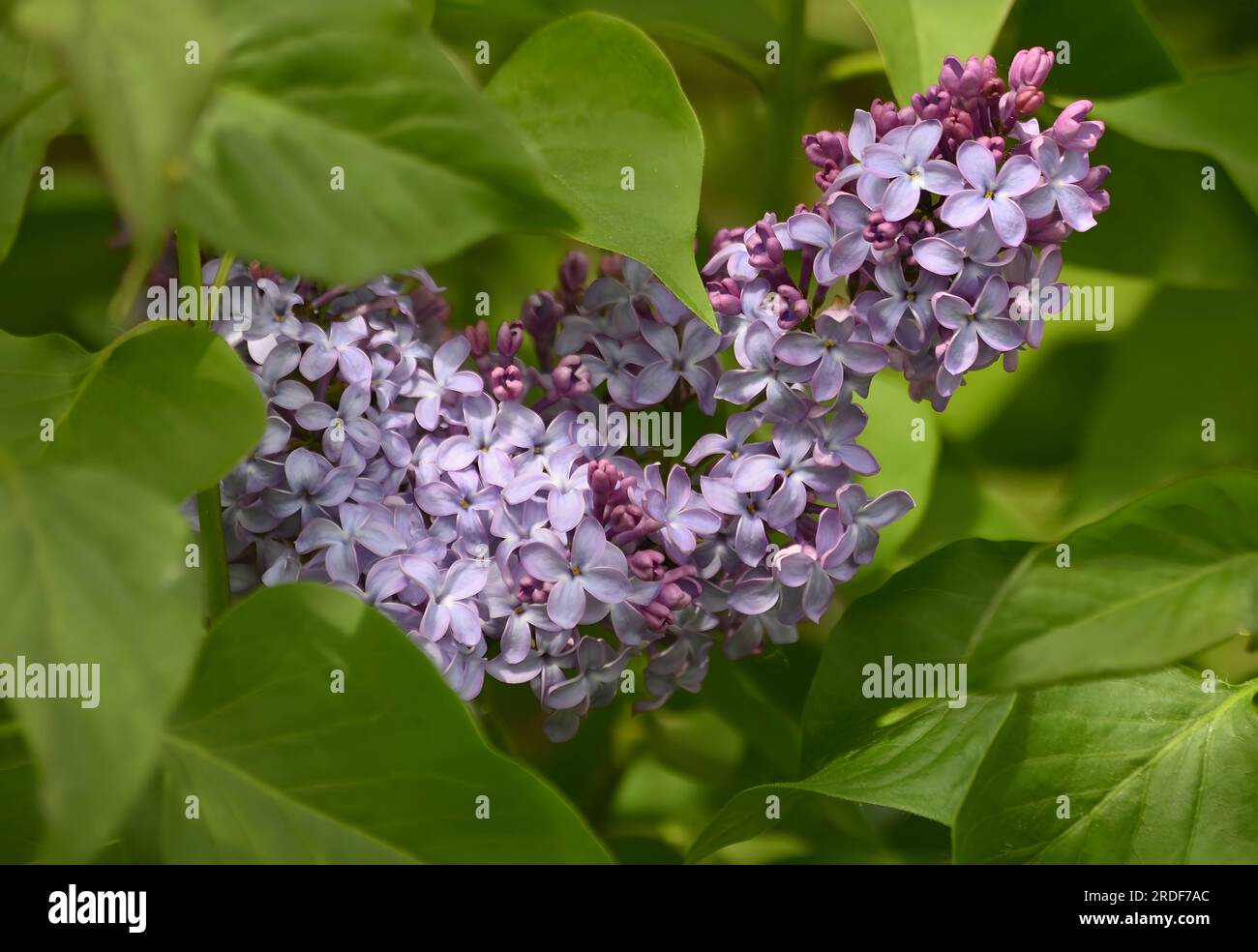 Fleurs lilas sur une branche Banque D'Images