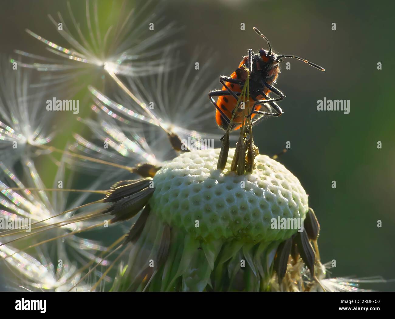 Corizus hyoscyami sur une fleur, photo en gros plan. Banque D'Images
