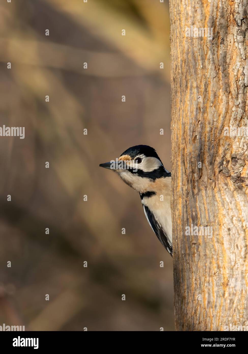 Grand pic-bois taché sur le tronc d'arbre, fond flou. Banque D'Images