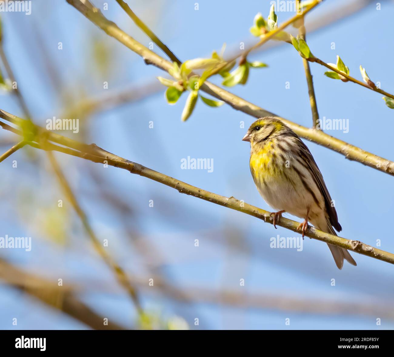 serin européen sur une branche d'arbre. Banque D'Images