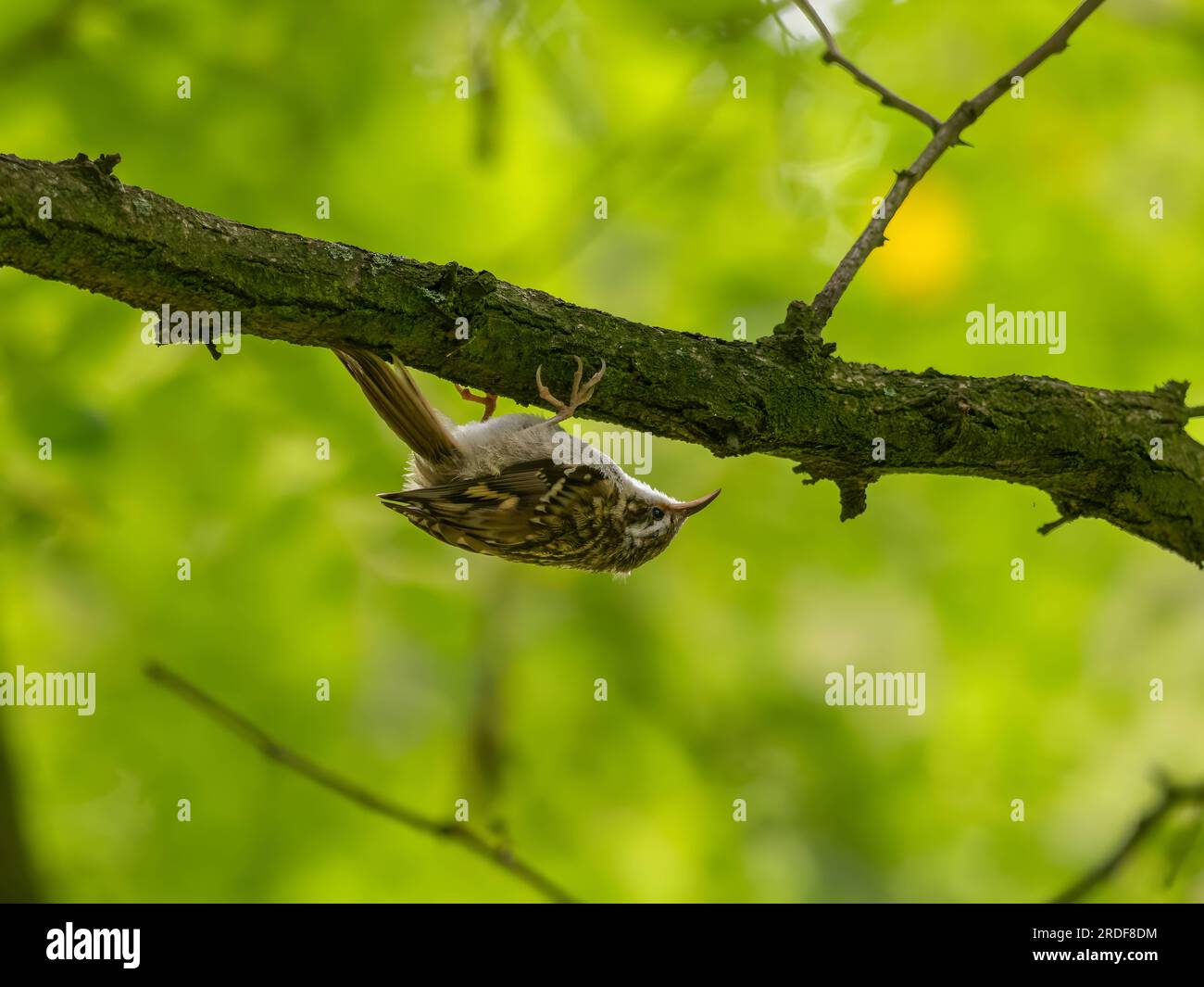 Treecreper eurasien sur une branche d'arbre, fond vert. Banque D'Images