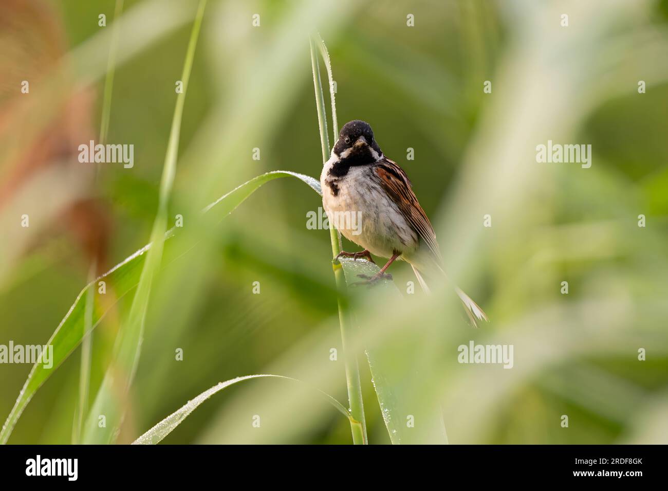 Un charmant roseau commun perché sur une tige mince au milieu d'une végétation luxuriante, mettant en valeur la beauté de la nature. Banque D'Images