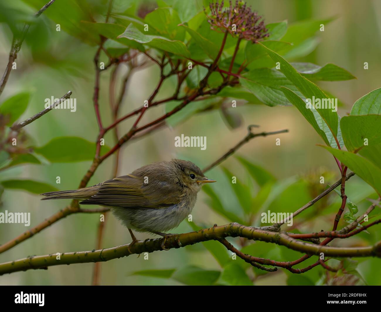 Petit oiseau perché sur une branche. Banque D'Images