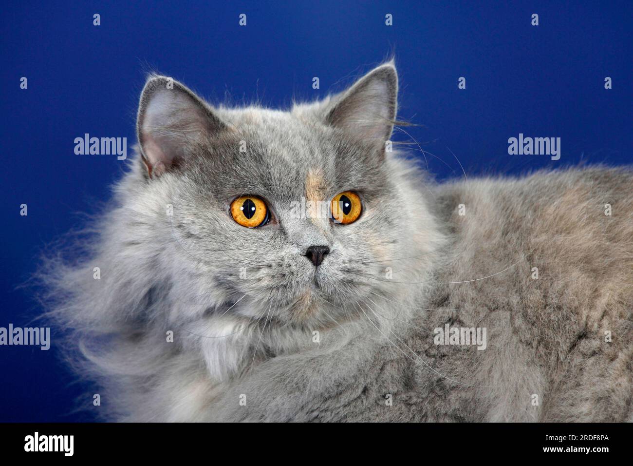 British Longhair Cat, blue-tortie, Highlander, Lowlander, Britanica, BLH Banque D'Images