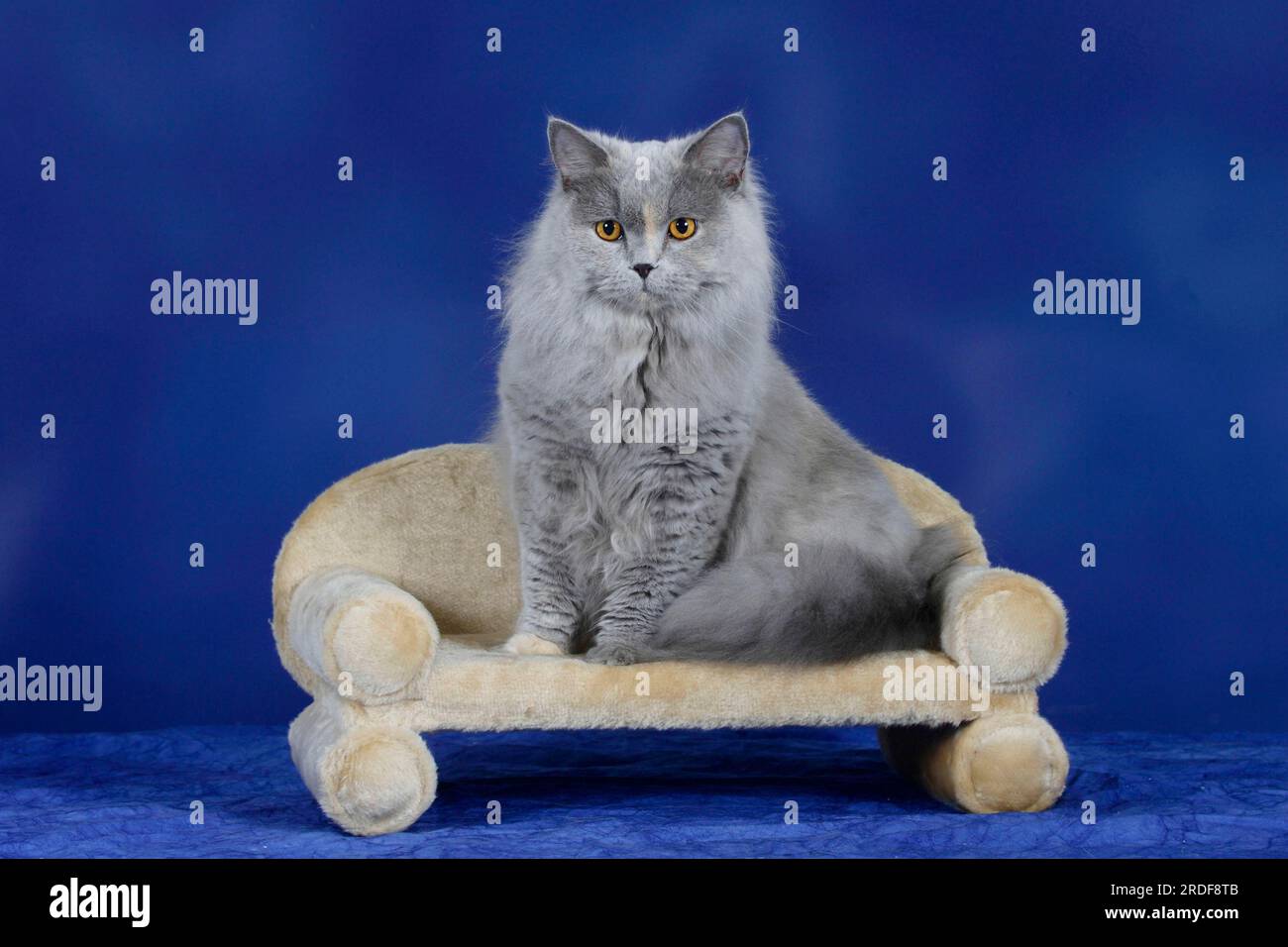 British Longhair Cat, blue-tortie, Highlander, Lowlander, Britanica, BLH Banque D'Images