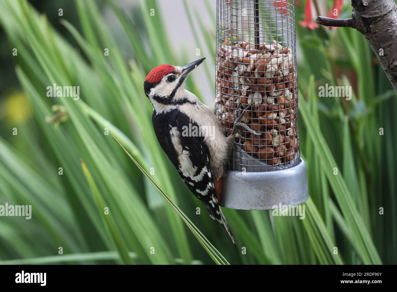 Juvenile Great Spotted Woodpecker (Dendrocopus major) se nourrissant dans un environnement de jardin, Royaume-Uni. Banque D'Images