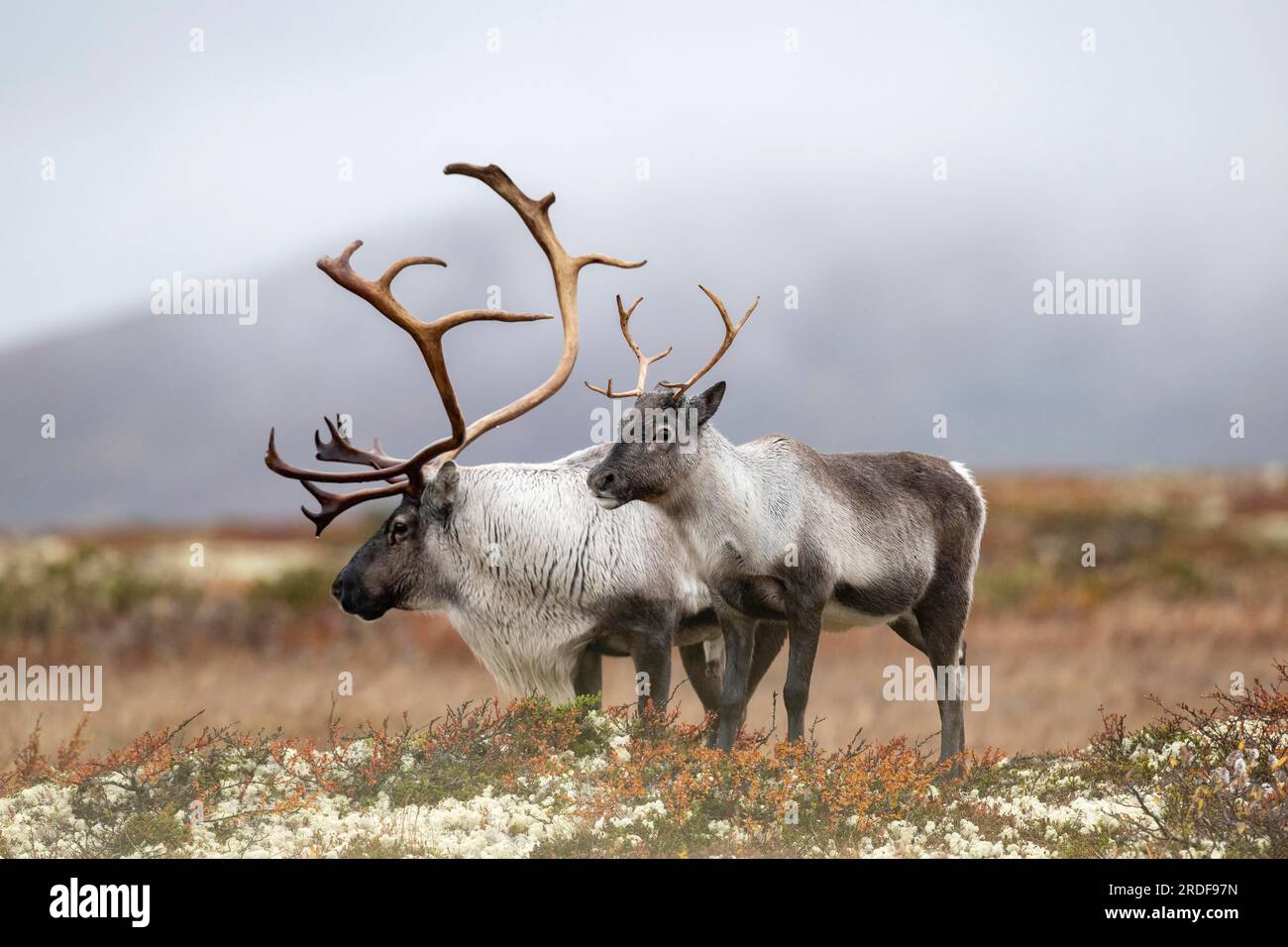 Rennes sauvages de montagne (Rangifer tarandus tarandus), rennes, dans la toundra d'automne, Parc national de Forollhogna, Norvège Banque D'Images