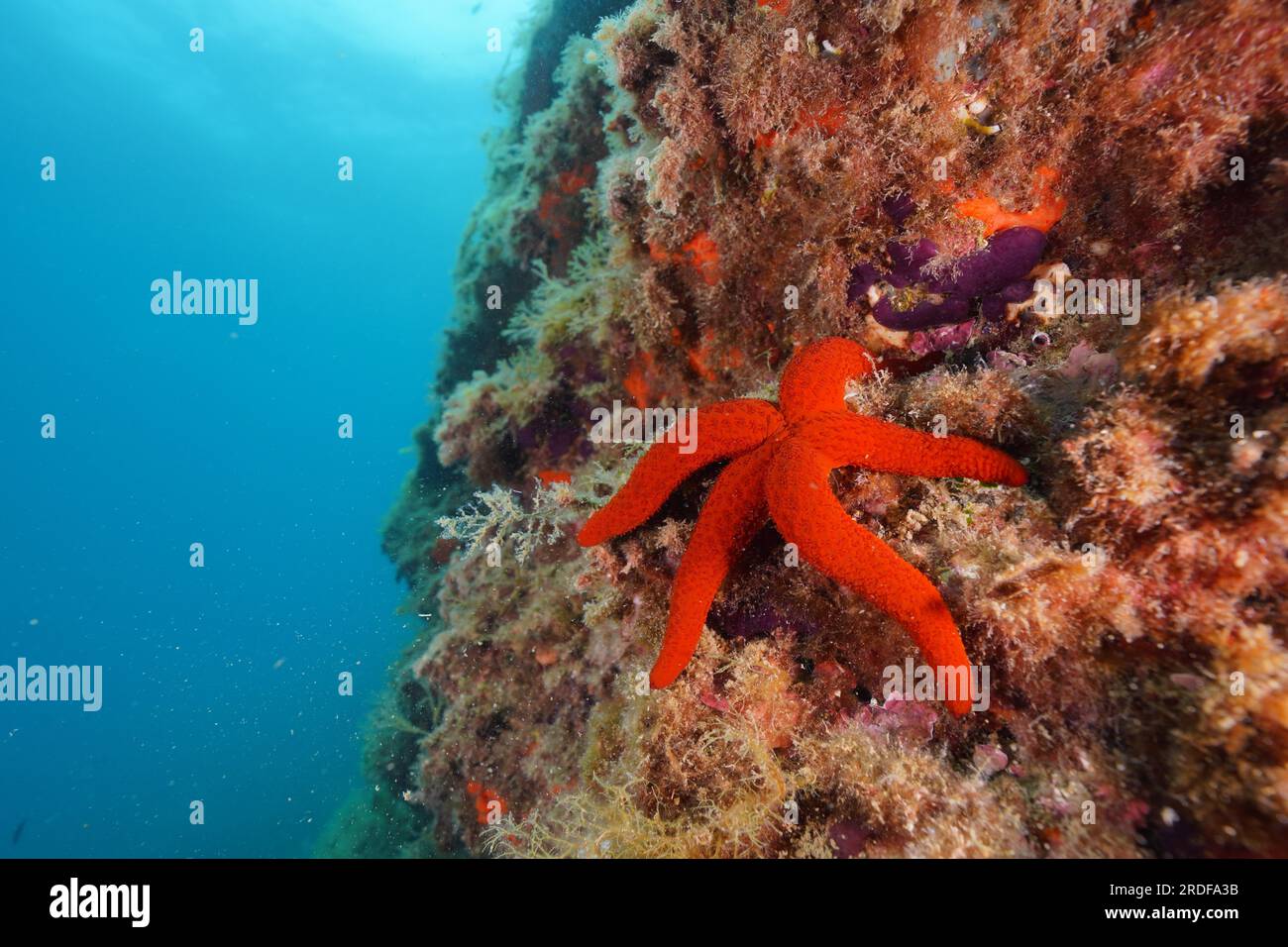 Étoile de mer rouge méditerranéenne (Echinaster seposituus), site de plongée réserve marine Cap de Creus, Rosas, Costa Brava, Espagne, Mer méditerranée Banque D'Images