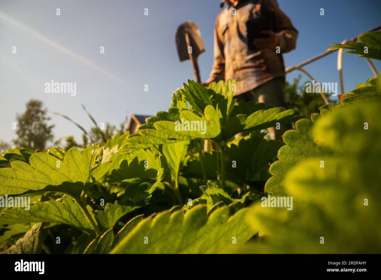 Le fermier se tient avec une pelle dans le jardin de la ferme. Concept de jardinage. Travaux agricoles sur la plantation Banque D'Images