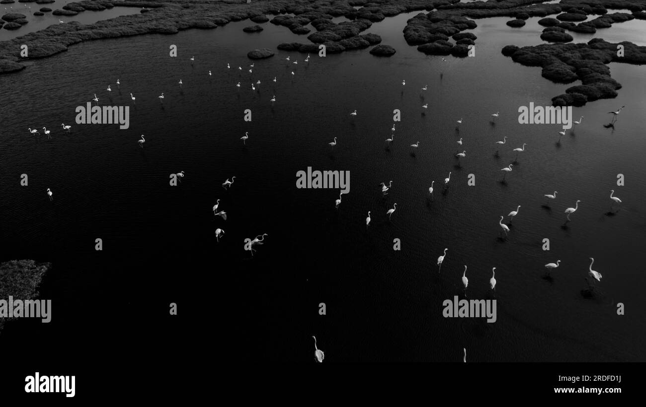 Flamants roses dans leur environnement naturel avec prise de vue drone Banque D'Images