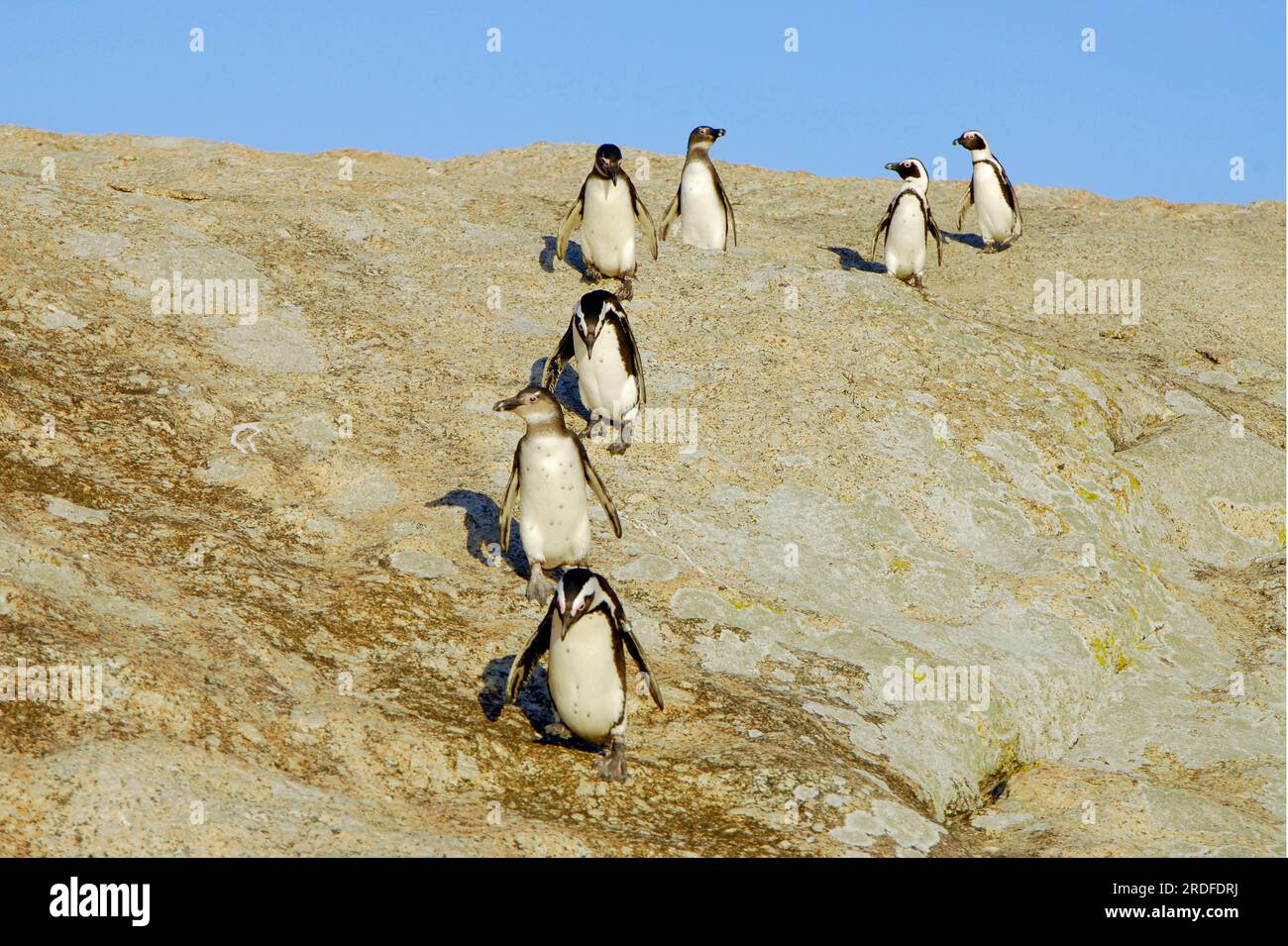 Pingouins gentoo, Boulders Beach, Simonstown, Afrique du Sud (Spheniscus demersus) Banque D'Images