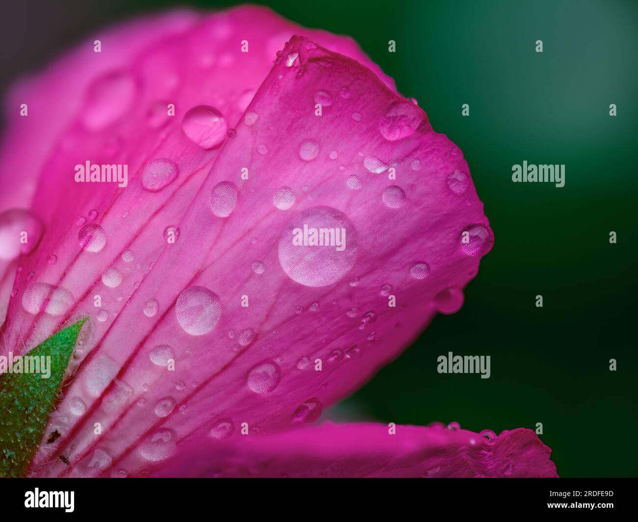 PHOTOGRAPHIE DE GOUTTES D'EAU SUR DES FLEURS ROSES À ORDUÑA (BIZKAIA), PRISE AVEC UNE TECHNIQUE D'APPROXIMATION ET LUMIÈRE NATURELLE EN JUIN 2023 Banque D'Images