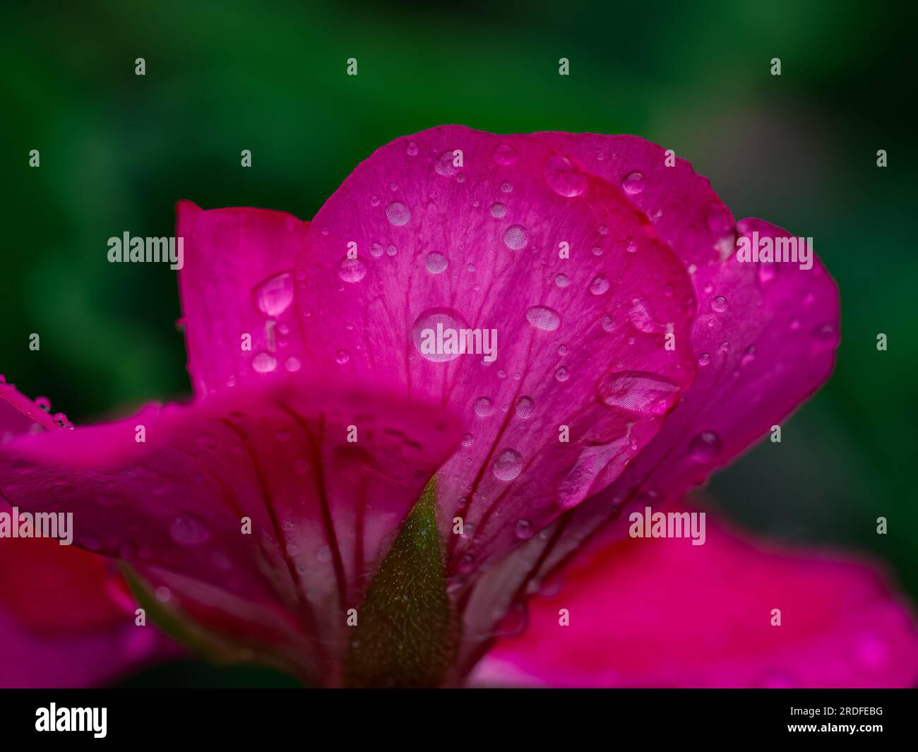 PHOTOGRAPHIE DE GOUTTES D'EAU SUR DES FLEURS ROSES À ORDUÑA (BIZKAIA), PRISE AVEC UNE TECHNIQUE D'APPROXIMATION ET LUMIÈRE NATURELLE EN JUIN 2023 Banque D'Images