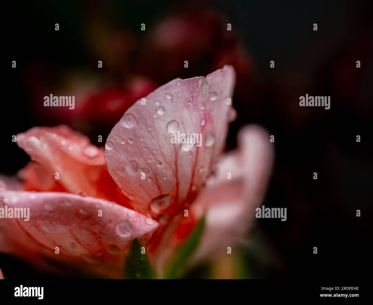 PHOTOGRAPHIE DE GOUTTES D'EAU SUR DES FLEURS ROSES À ORDUÑA (BIZKAIA), PRISE AVEC UNE TECHNIQUE D'APPROXIMATION ET LUMIÈRE NATURELLE EN JUIN 2023 Banque D'Images