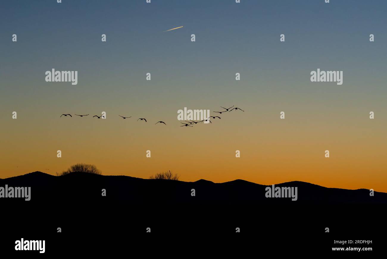 PHOTOGRAPHIE D'UNE GRUE COMMUNE DANS LA LAGUNE GALLOCANTA À TERUEL, LORS DE SA MIGRATION VERS LES PAYS NORDIQUES, PRISE EN FÉVRIER 2023 DANS UNE PEAU Banque D'Images