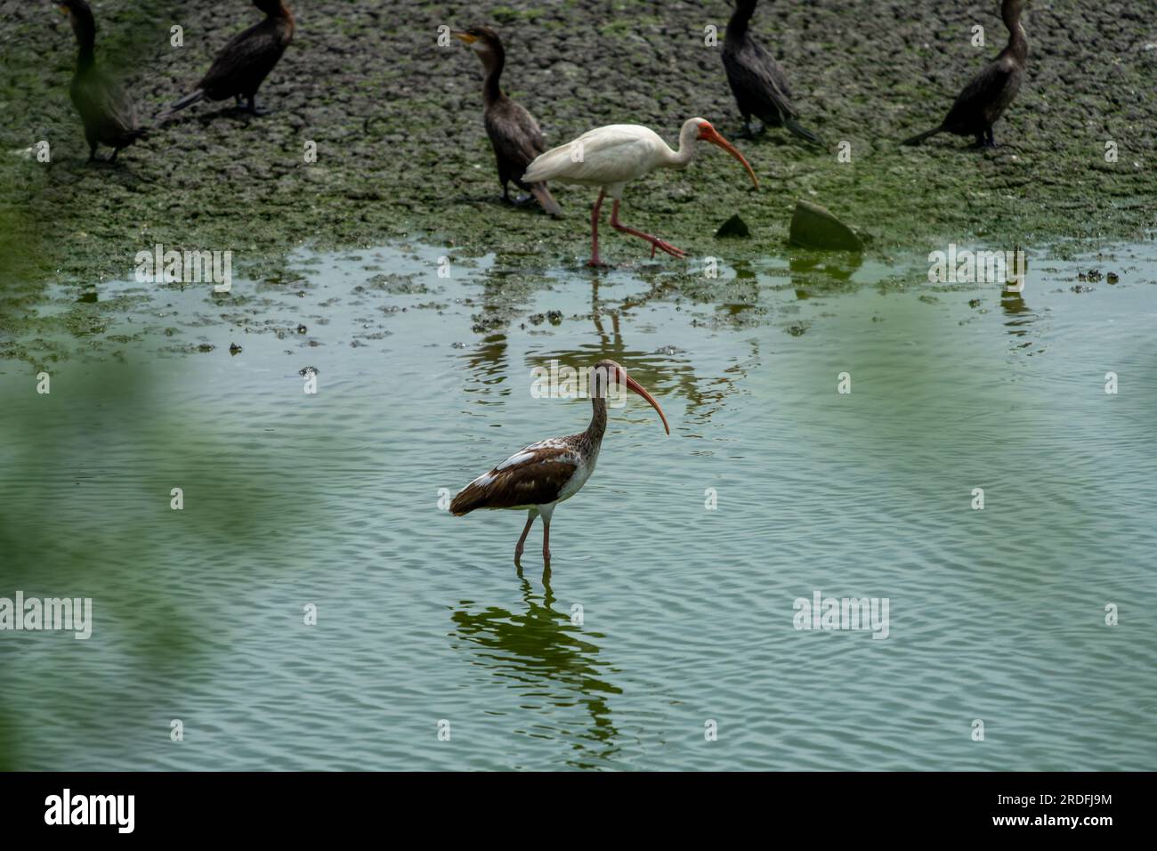 Un Ibis blanc juvénile, Eudocimus albus, pataugeait dans le Crooked Tree Wildlife Sanctuary au Belize. Derrière se trouve un ibis blanc adulte. Banque D'Images