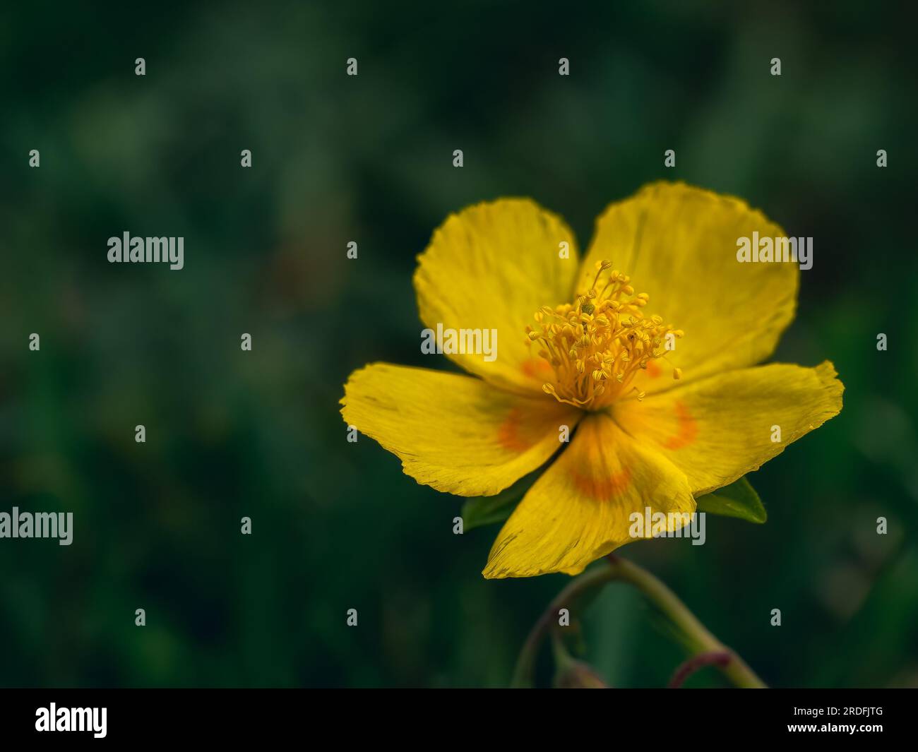 Photographie de fleurs utilisant des techniques d'approximation à la Arboleda (Bizkaia, Espagne), prise en mai 2023. Banque D'Images