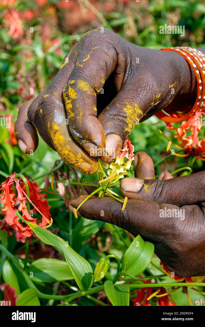 Des ouvriers agricoles qualifiés pratiquent la pollinisation manuelle à (Gloriosa superba Linn) Malabar Glory Lily Flame Lily, Climbing Lily, Tamil Nadu, Inde du Sud Banque D'Images