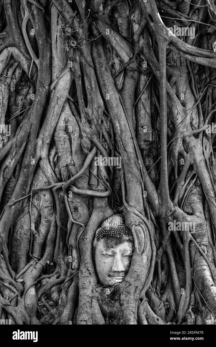 Célèbre tête de Bouddha emmêlée dans les racines de ficus à Ayutthaya, Thaïlande Banque D'Images