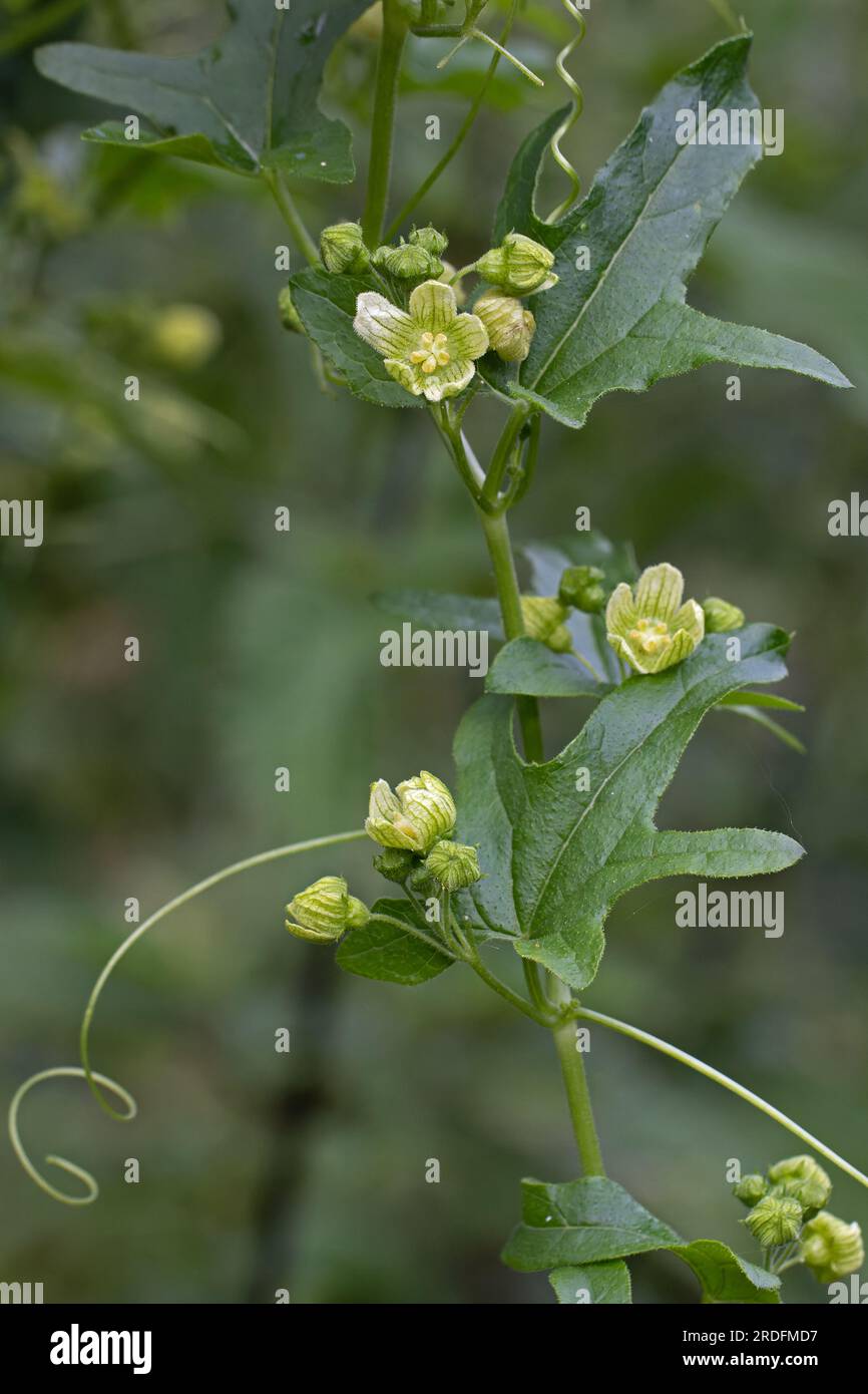 Bryony noir (Dioscorea communis) Norwich juillet 2023 Banque D'Images