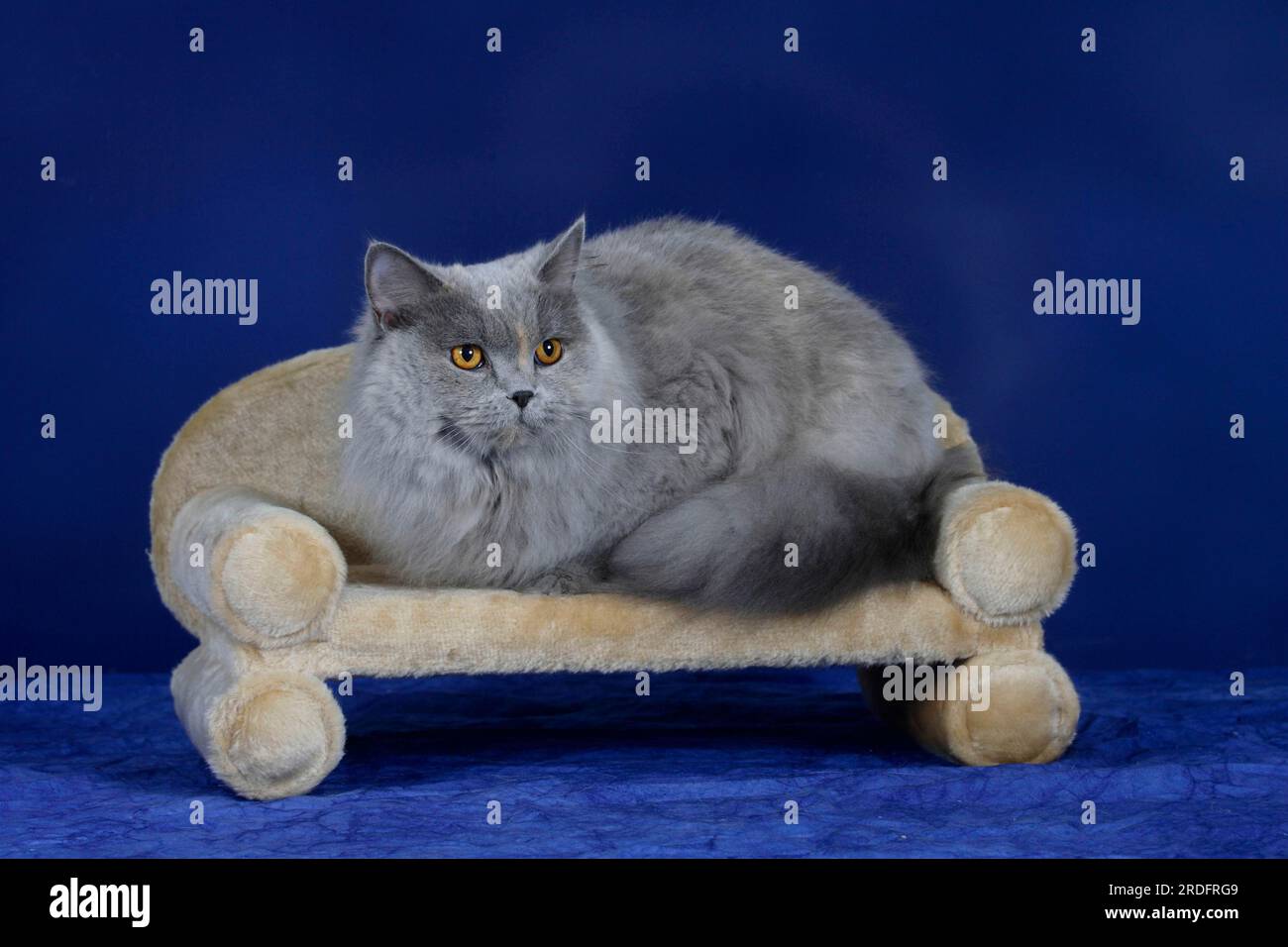 British Longhair Cat, blue-tortie, Highlander, Lowlander, Britanica, BLH, canapé chat Banque D'Images