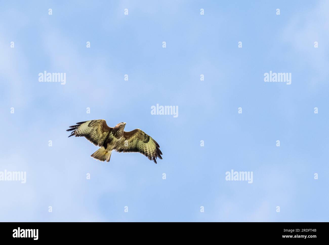 Un buzzard eurasien ; Buteo buteo volant à Clitheroe, Lancashire, Royaume-Uni. Banque D'Images