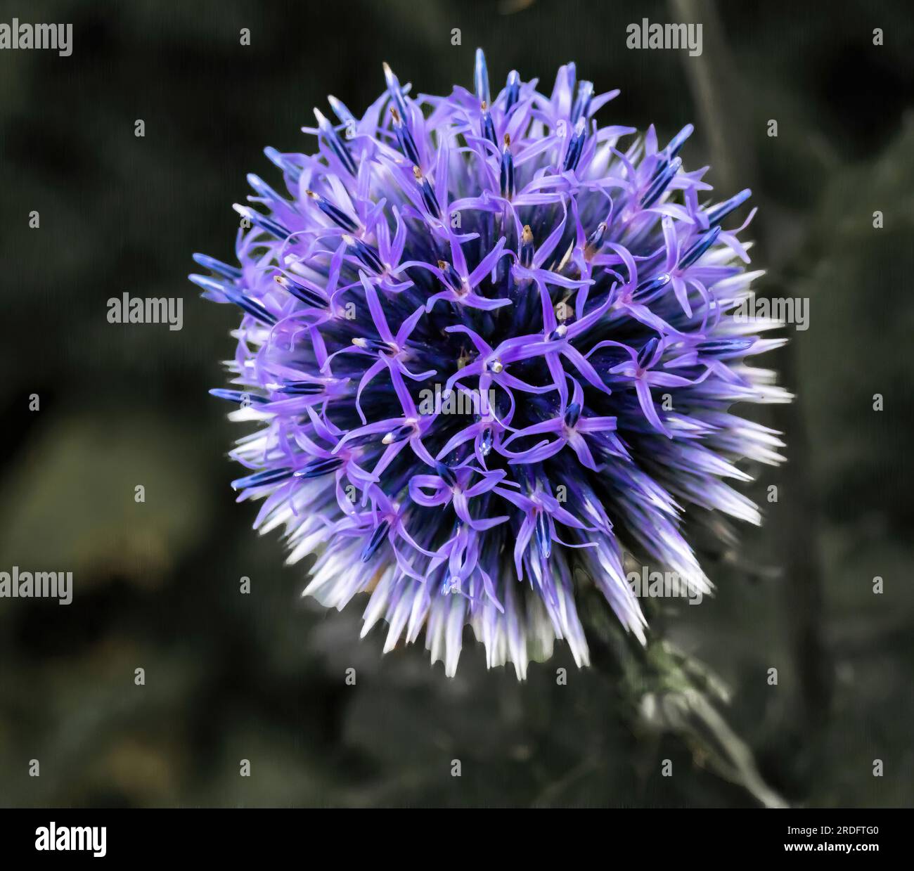 Joli chardon globe grand à fleurs violettes, echinops exaultatus poussant dans un jardin urbain en soirée d'été à St. Paul, Minnesota États-Unis. Banque D'Images