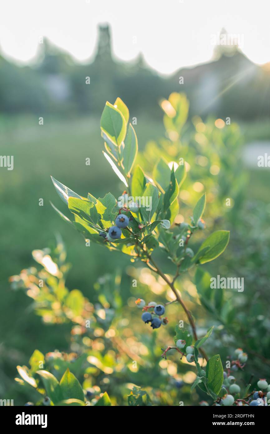Gros plan de la branche pleine de bleuets bio et biologique dans la ferme Banque D'Images