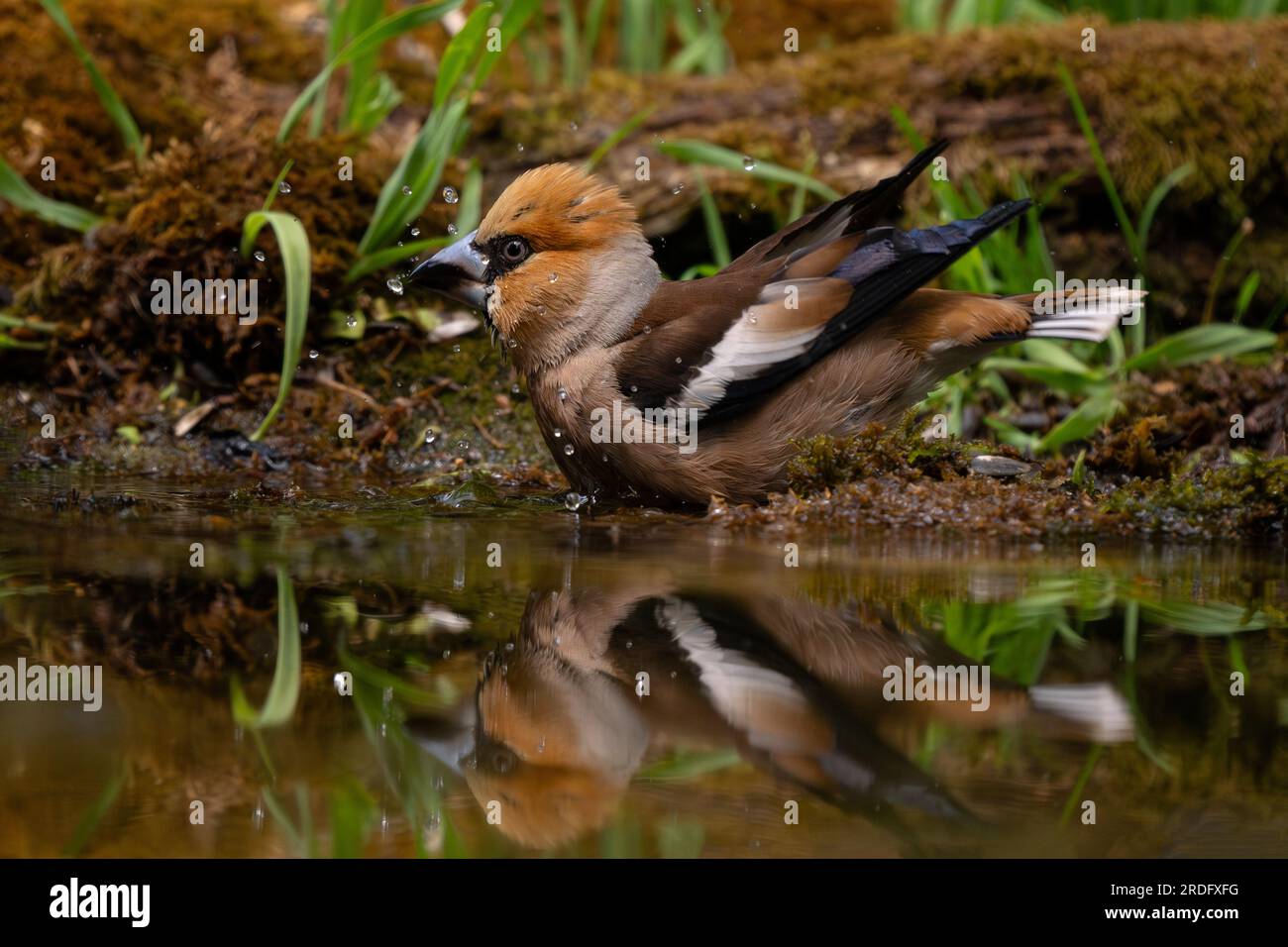 Hawfinch - Coccothraustes coccothraustes, bel oiseau perché coloré des forêts du Vieux monde, Slovénie. Banque D'Images