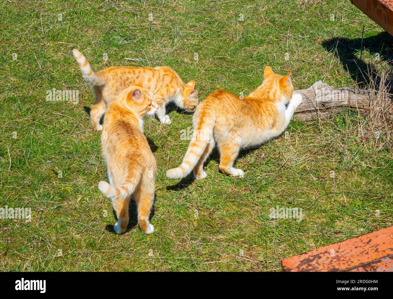 Trois chats tabby orange à la campagne. Banque D'Images