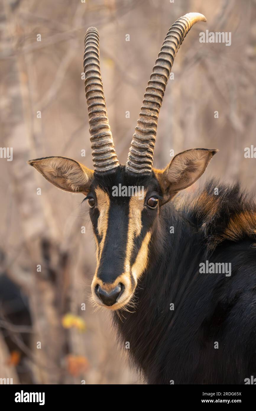 Gros plan de la caméra de surveillance de l'antilope sable mâle Banque D'Images