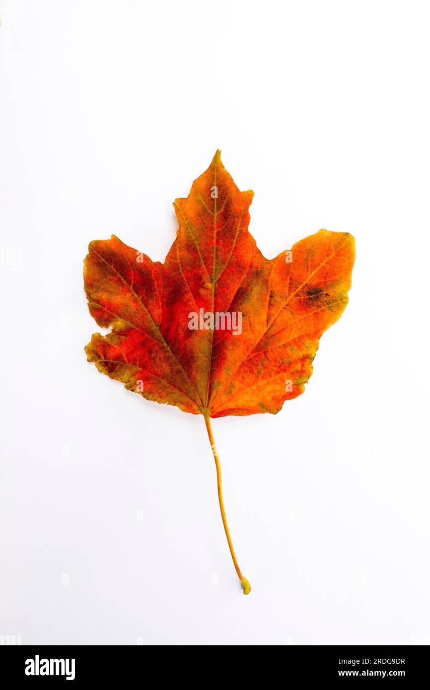 Feuille d'automne sur fond blanc Banque D'Images
