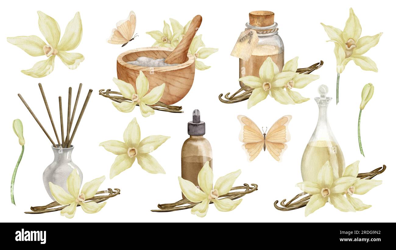 Huile essentielle de vanille avec fleurs et bâtonnets. Aquarelle dessinée à la main ensemble d'illustrations de bouteilles avec des ingrédients pour l'aromathérapie sur fond blanc isolé. Flacons rétro pour saveur cosmétique. Banque D'Images