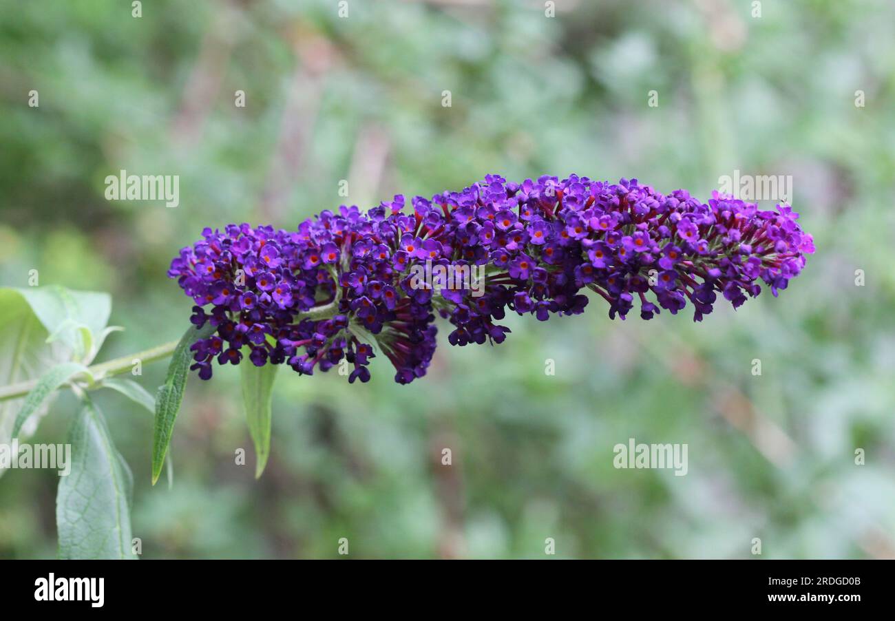 Buddleja davidii 'Black Knight' fleurit en juillet Banque D'Images