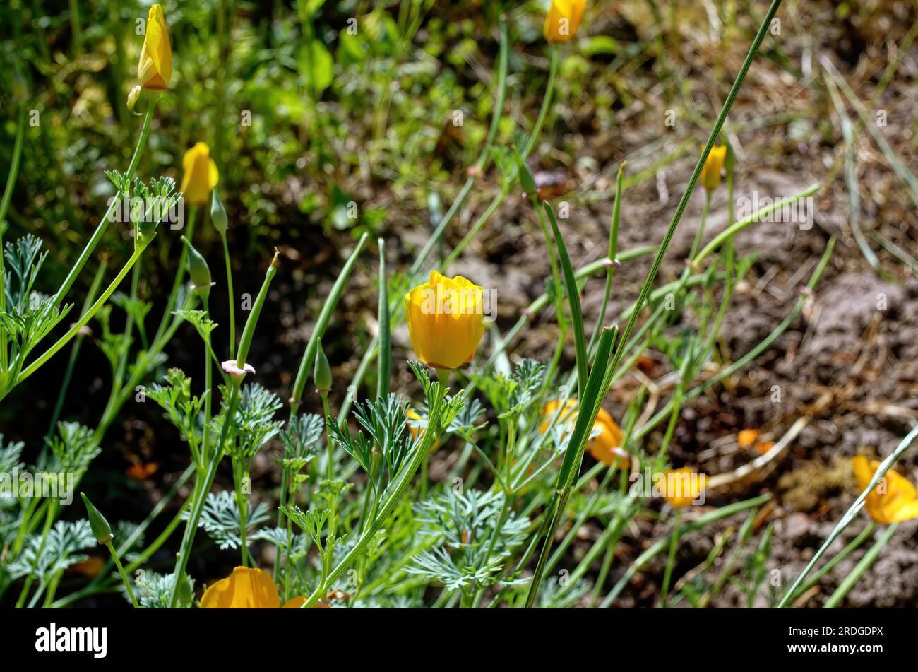 Fleurs lumineuses dans le jardin, en été Banque D'Images