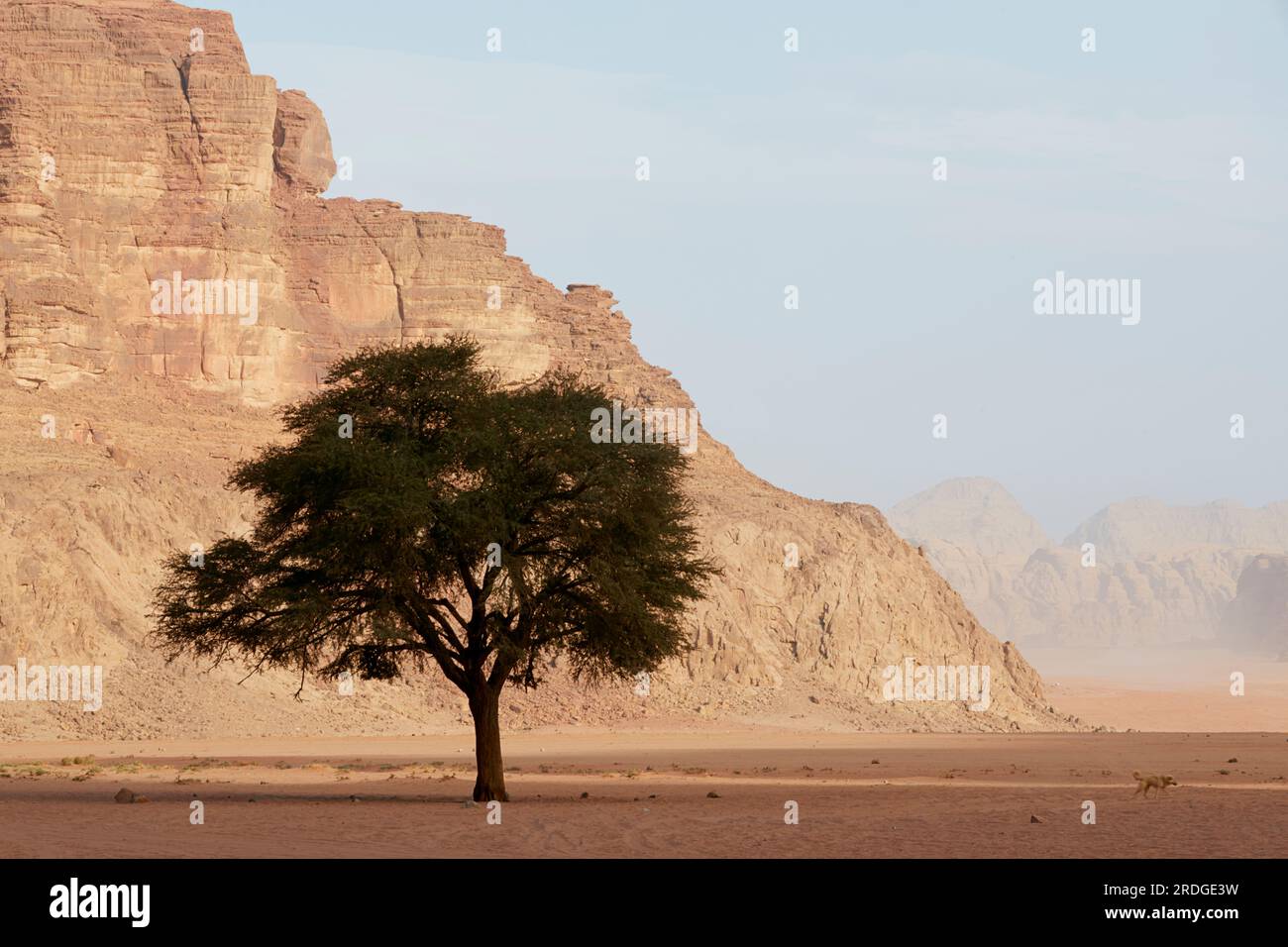 Arbre solitaire à Wadi Rum, Aquaba, Jordanie Banque D'Images