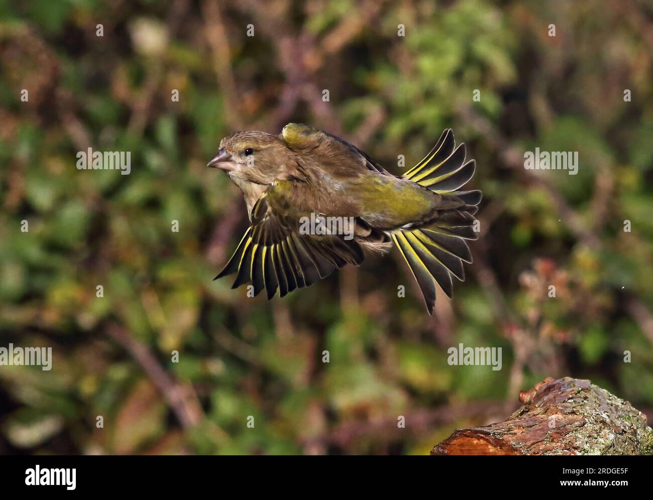 European Greenfinch (Carduelis chloris) femelle adulte en vol Eccles-on-Sea, Norfolk, Royaume-Uni. Novembre Banque D'Images