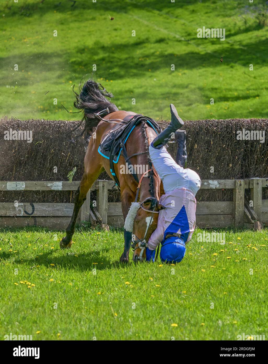 Godstone point à point steeplechase course de chevaux Surrey Banque D'Images