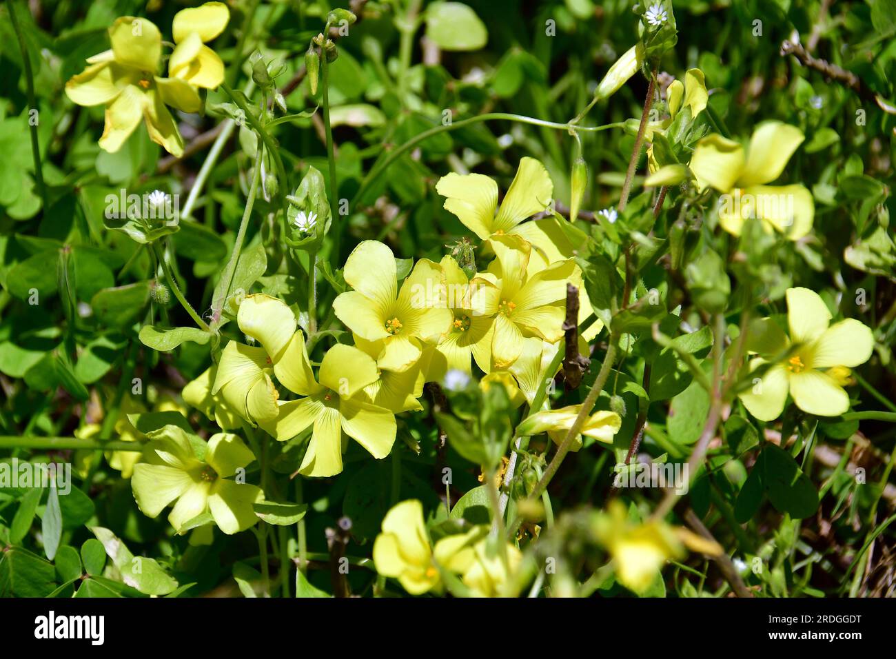 Ovret africain, Buttercup des Bermudes, Ovret des Bermudes, Buttercup oxalis, Oxalis pes-caprae, fokföldi madársóska, San Francisco, Californie, États-Unis Banque D'Images