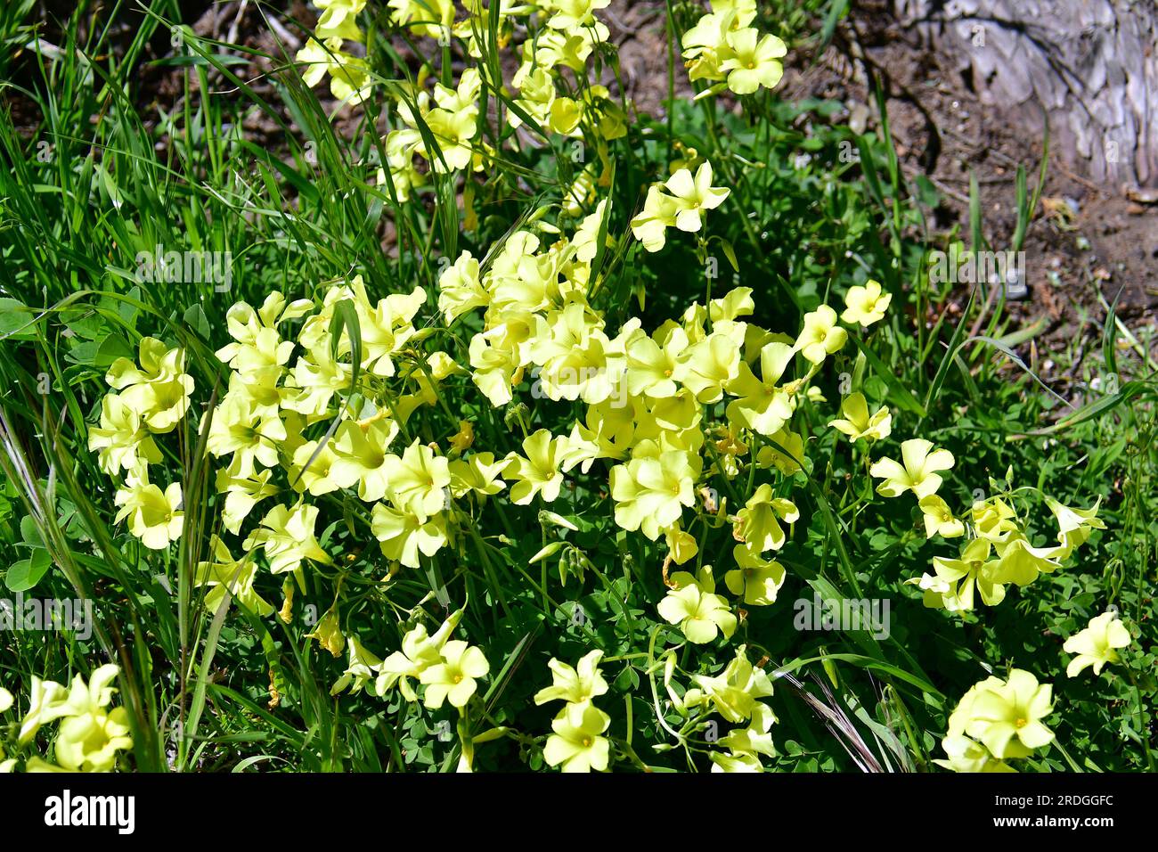 Ovret africain, Buttercup des Bermudes, Ovret des Bermudes, Buttercup oxalis, Oxalis pes-caprae, fokföldi madársóska, San Francisco, Californie, États-Unis Banque D'Images