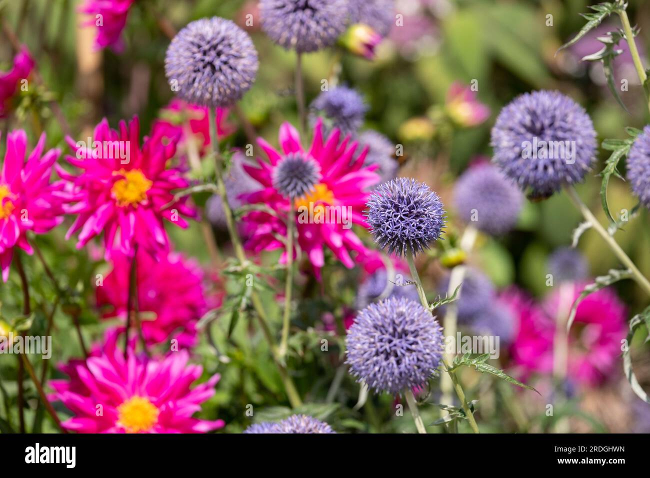 Chardon globe ruthène, Echinops bannaticus Taplow Blue, photographié à RHS Wisley, Surrey UK. Banque D'Images