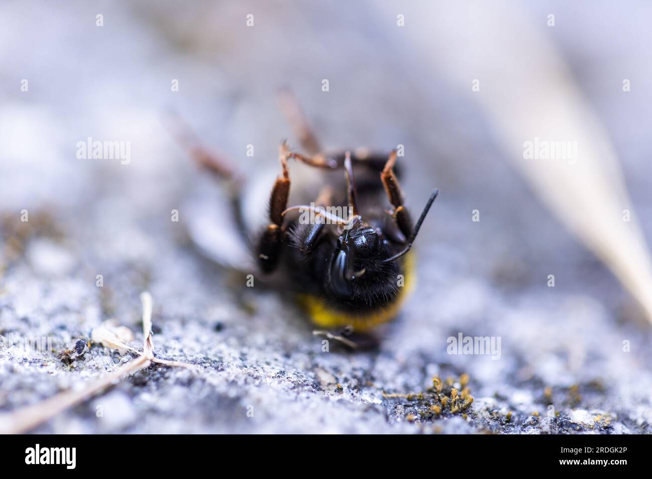 Un portrait rapproché d'un bourdon mort, d'une abeille bourdon ou d'un chien-abeille ou d'une humblebee couché sur son dos sur le sol. L'insecte est très utile pour l'humandkind A. Banque D'Images