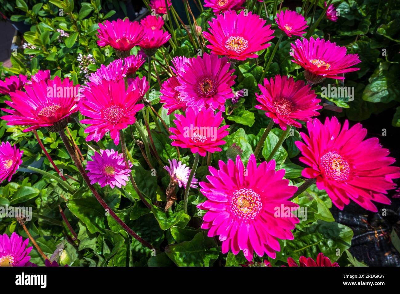 Fleurs de Marguerite du Transvaal en fleurs. Banque D'Images