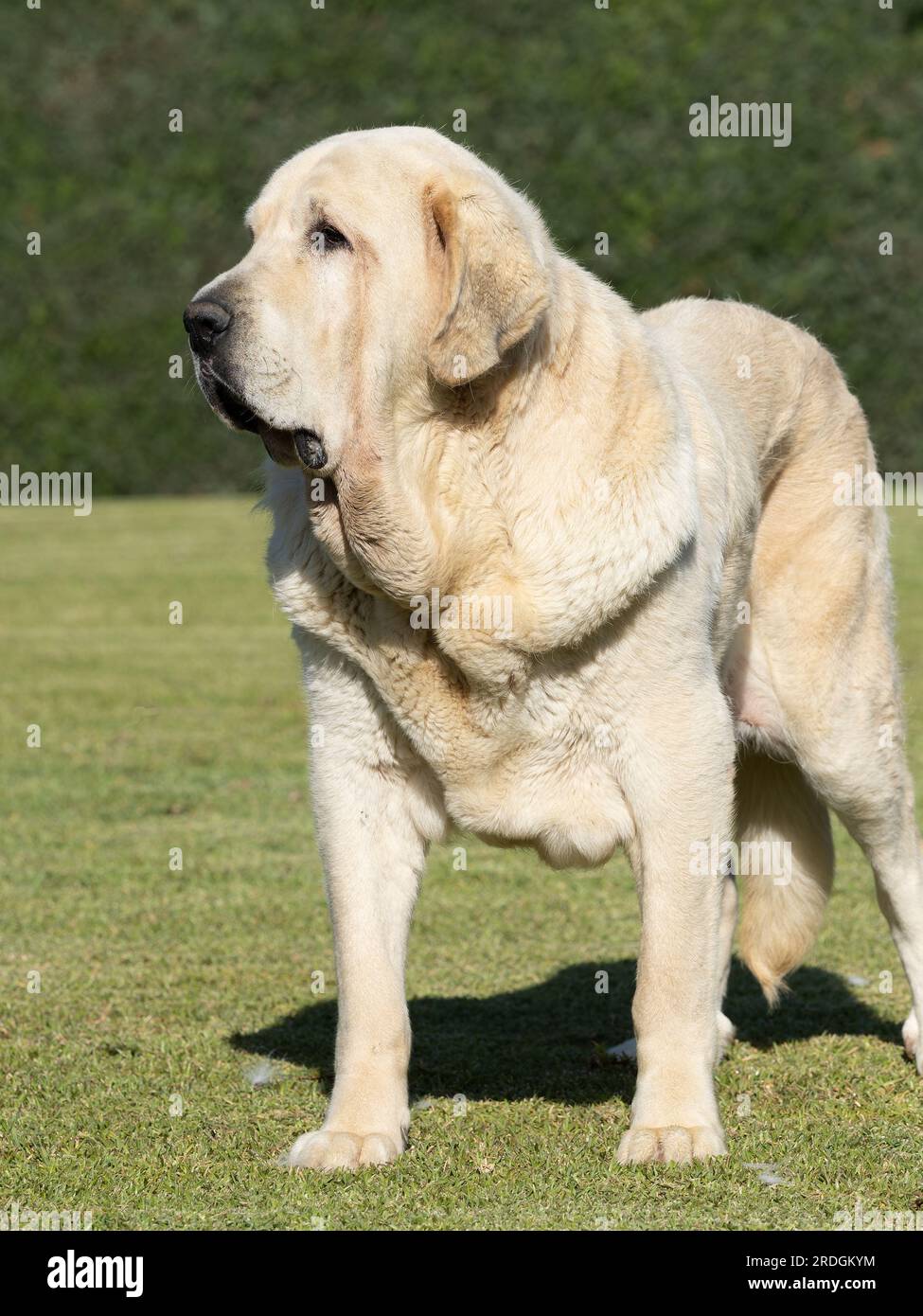 Mastiff espagnol pur chien de race adulte de couleur jaune avant debout sur l'herbe Banque D'Images