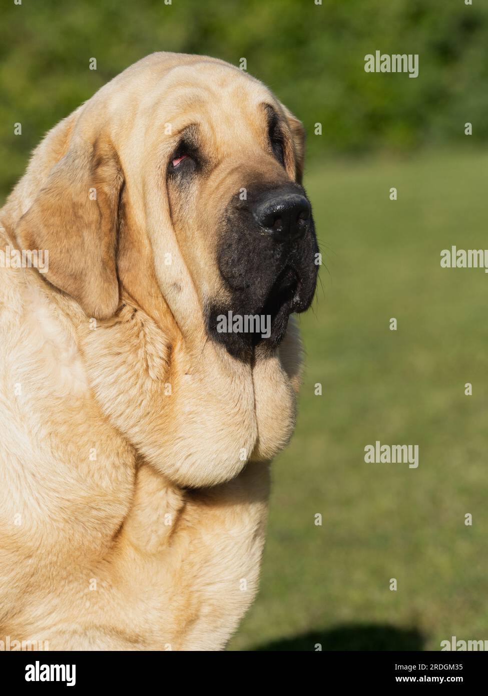 Portrait espagnol tête de Mastiff chien pur de race adulte couleur jaune Banque D'Images