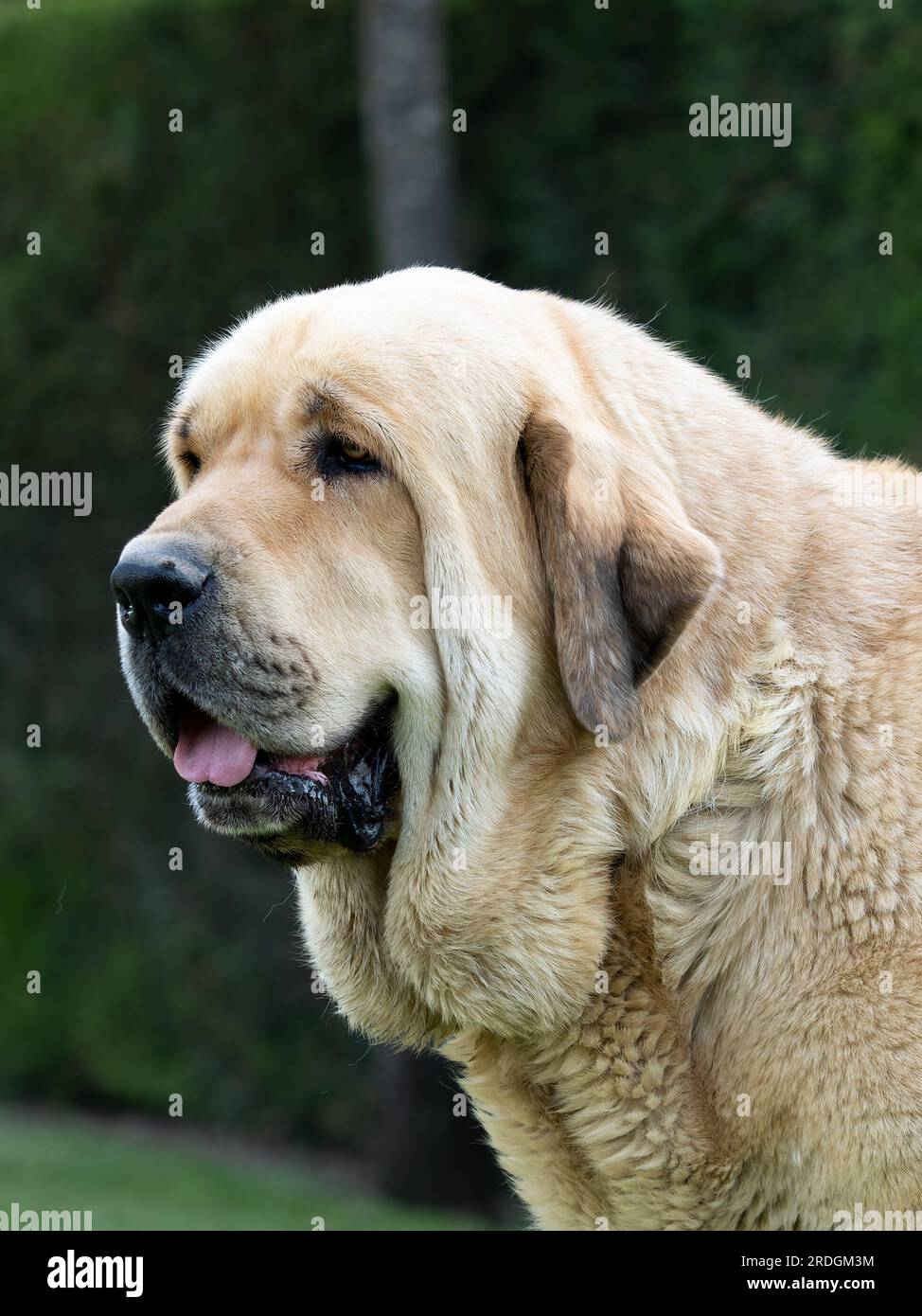 Portrait espagnol tête de Mastiff chien pur de race adulte couleur jaune Banque D'Images