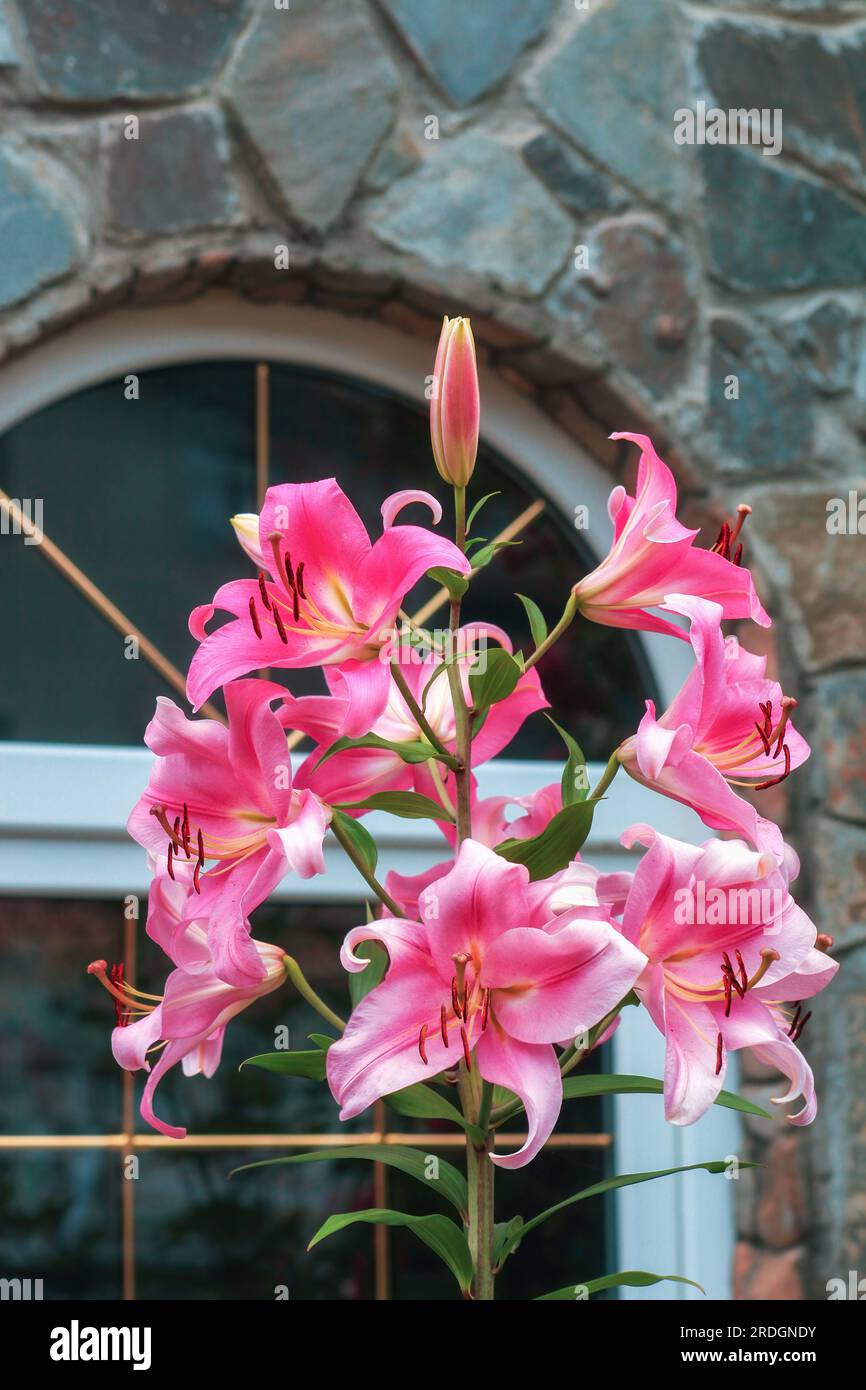 Les fleurs de lys roses poussent près de la fenêtre du cottage. Nénuphars asiatiques florissants se développant près du fond de fenêtre de maison. Lys trompette, hybrides de lillium croissance dans su Banque D'Images